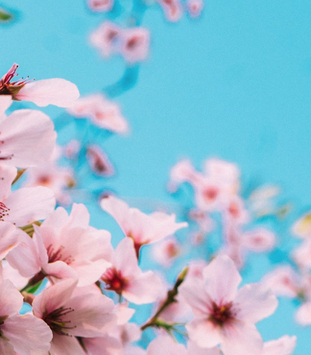 Pink blossom against blue sky